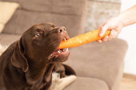 狗可以吃紅蘿蔔嗎？這個問題的答案讓你驚訝！