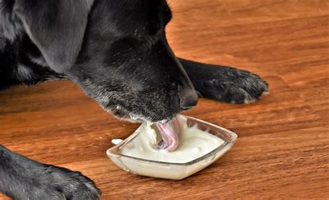 優格狗飼料評價：你的寵物值得擁有的美味選擇嗎？