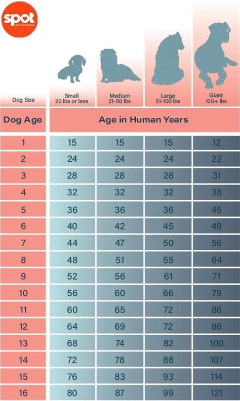 狗 年紀的秘密揭開! 你知道你的毛小孩其實幾歲嗎？