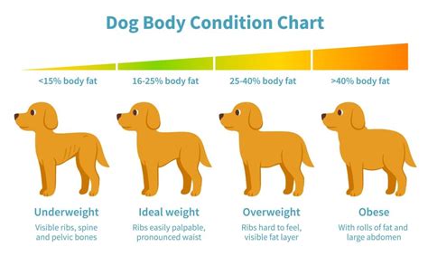 狗狗肥胖怎麼辦？全面指南助您愛犬輕鬆減肥！